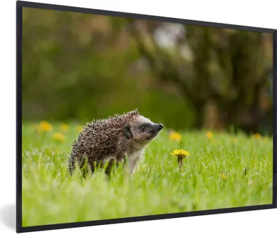 Produktbild von MuchoWow® Gerahmtes Poster Igel im Gras 60x40 cm - Poster mit Schwarzem Bilderrahmen Wandposter Rahmen Foto Bilder - Printing - Wanddeko Schlafzimmer