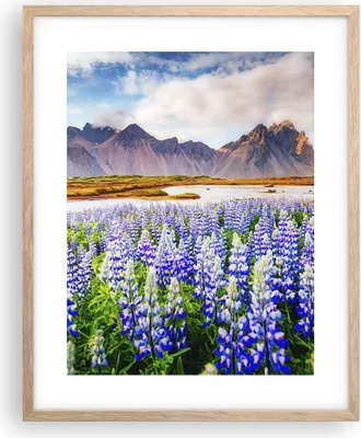 Produktbild von Gerahmtes Poster - Rahmen in heller Eiche - Berge Wiese Blumen - 40x50 cm - Wand Bild - Wanddeko - Wandbilder - Wandposter - Bilderrahmen - Bilder - Kunstdruck - Wandbild - P2NPA40x50-4114