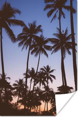 Produktbild von MuchoWow® Poster Palme - Tropisch - Sommer - Himmel 120x180 cm - Kunstposter