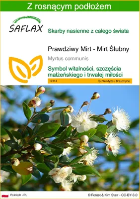 Zdjęcie produktu dla SAFLAX - Prawdziwy Mirt - Mirt Ślubny - 30 Nasiona - Z podłożem uprawowym wolnym od zarazków - Myrtus communis