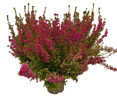 Produktbild von Enseleits 3er Set Glockenheide (Erica gracilis)