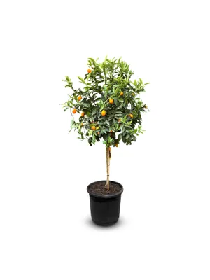 A potted kumquat tree with small orange fruits and green leaves, set against a white background.
