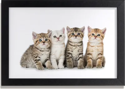 Produktbild von Bild 30x20 MDF-Rahmen, Wandkunst kleine Katzen