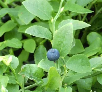 Produktbild von Vaccinium myrtillus - Heimische Blaubeere - Wilde Blaubeere
