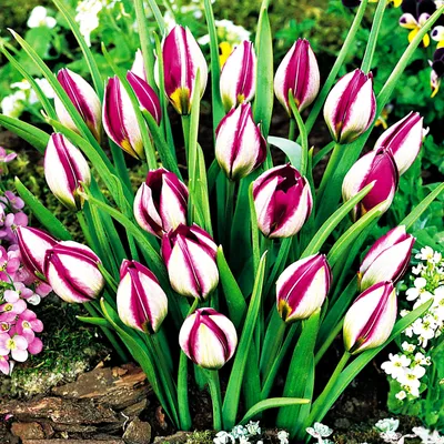 Zdjęcie produktu dla Tulipan Botaniczny Persian Pearl 5 szt Tulipany Cebulki Tulipanów Cebule