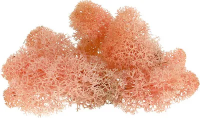 Produktbild von Deko-Moos Islandmoos Rosa 400g - Ideal für Basteln, Floristik & Innendeko
