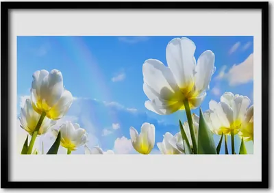 Produktbild von Bild 100x70 MDF-Rahmen Wandkunst Pflanzen Blumen Tulpen