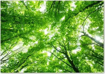 Produktbild von Tulup® Glas-Bild - 100 x 70 - Wandbild aus Glas - Wandkunst - Wandbild hinter gehärtetem Sicherheitsglas - Blumen & Pflanzen - Grüner Wald - Grün