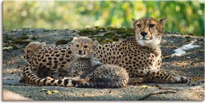 Produktbild von ARTland Leinwandbild Gepard 2 Größe: 60x30 cm