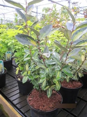 Produktbild von Elaeagnus ebbingei Limelight - Oelweide Limelight 30-40cm