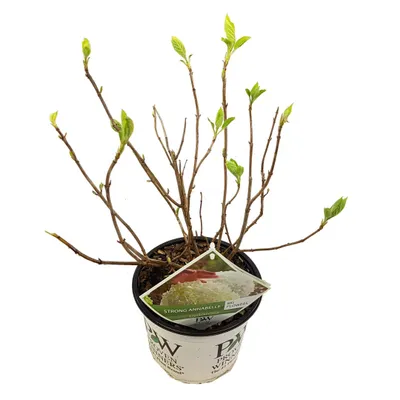 Produktbild von Hortensie arbo 'Strong Annabelle' - Hortensie - 30cm - Ø19cm - Gartenpflanze