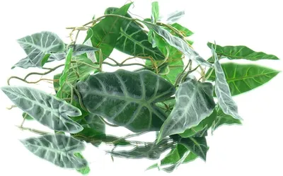 Produktbild von DPI Pfeilblatt - Alocasia Ranke Grün 115 cm - Kunstpflanzen
