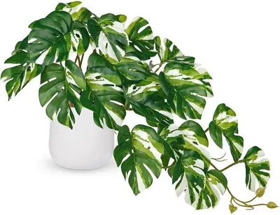 Image de Faux monstera dans des pots en céramique blanche, plantes décoratives tropicales qui ressemblent à s'y méprendre à de vraies plantes, pour le salon, le bureau et la décoration de table.