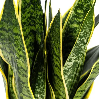 Obrázok produktu pre Sansevieria Trifasciata Futura Superba – izbová rastlina – Ø17 cm – výška 50–55 cm – odolná a nenáročná na starostlivosť