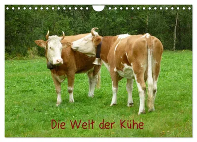 Produktbild von Die Welt der Kühe (Wandkalender 2027 DIN A4 quer), CALVENDO Monatskalender