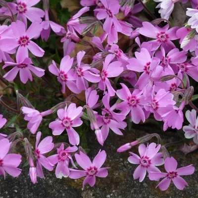 Produktbild von 6 x Teppich Flammenblume  - Phlox subulata 'Moerheimii'  | Topf 9cm x 9cm