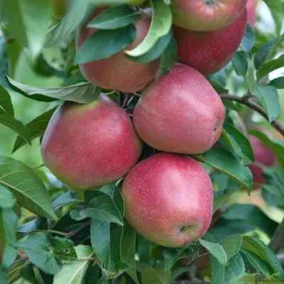 Produktbild von Winterapfel Malus domesticus Gloster 2-jährig kleinbleibend Tafelapfel