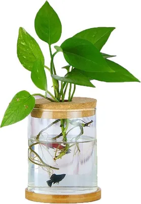 Produktbild von Gläserne Hydrokultur-Vase, minimalistische Dekoration, moderne Blumenvase für Hydrokultur, Glas, kleine Größe, ideale Dekoration für Hochzeiten