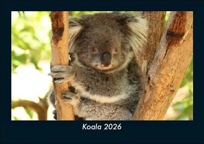 Produktbild von Koala 2026 Fotokalender - Querformat DIN A5, Monatskalender mit Bild-Motiven von Haustieren, Bauernhof, wilden Tieren und Raubtieren