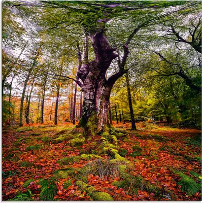 Produktbild von ARTland Glasbild Baum im Wald Größe: 50x50 cm
