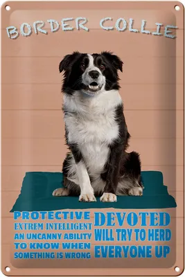 Produktbild von Blechschild Spruch 20x30cm Border Collie Hund protective
