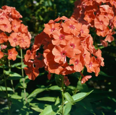 Produktbild von Phlox paniculata 'Orange Perfection', Flammenblume, orange, ca. 11x11 cm Topf