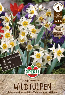 Produktbild von SPERLI Wildtulpe turkestanica 10 Zwiebeln