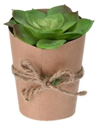 Image de Succulente en pot naturel, variante C