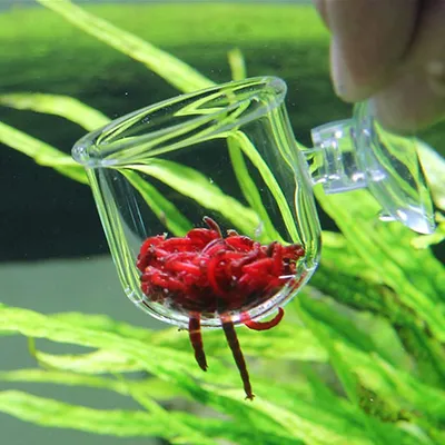 Aquarium Fütterungskegel Glas 2er Set mit Saugnapf