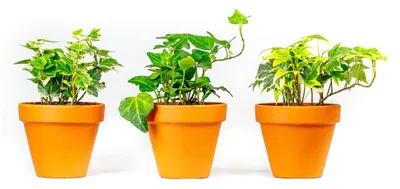 Obrázok produktu pre Gardners Hedera helix mix, priemer 9 cm