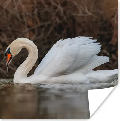 Produktbild von MuchoWow® Poster Schwan - Wasser - Tiere - Vogel 100x100 cm - Babyzimmer