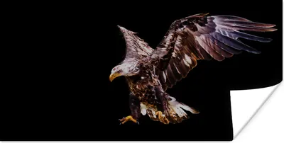 Produktbild von MuchoWow® Poster Adler - Vogel - Federn 40x20 cm - Poster für die Wand - Poster Schlafzimmer