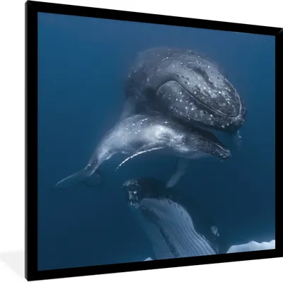 Produktbild von MuchoWow® Gerahmtes Poster Wale - Meer - Familie 40x40 cm - Poster mit Schwarzem Bilderrahmen Wandposter Rahmen Foto Bilder - Mit Rahmen - Wanddekoration Schlafzimmer