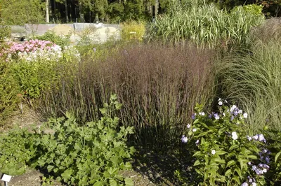 Produktbild von Panicum virgatum 'Heiliger Hain', Rutenhirse, ca. 9x9 cm Topf