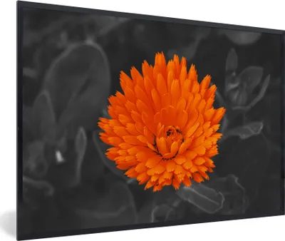 Produktbild von MuchoWow® MuchoWow® Gerahmtes Poster Blumen - Orange - Schwarz - Weiß 90x60 cm - Poster mit zchwarzem Bilderrahmen - Fotorahmen - Foto-Plakat