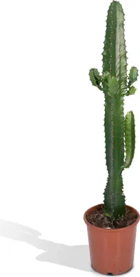 Zdjęcie produktu dla Meergroothandel Euphorbia Acruensis (wilczomlecz kaktusowy) - 50 cm, Ø 17 cm