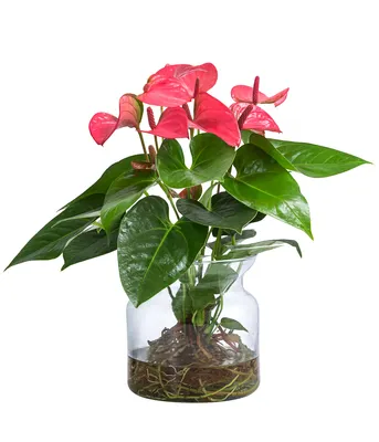 Produktbild von Dehner Waterplant Flamingoblume, Anthurium Rosa Champion, Wasserpflanze im Glas, Ø 16 cm, Höhe 35 cm, Zimmerpflanze, rosa