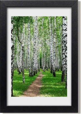 Produktbild von Bild 20x30 MDF-Rahmen, Wandkunst Birkenwald