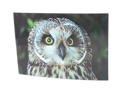 Produktbild von 3 D Ansichtskarte Sumpfohreule,  Vögel Postkarte Wackelkarte Hologrammkarte Tiere Tier Vogel