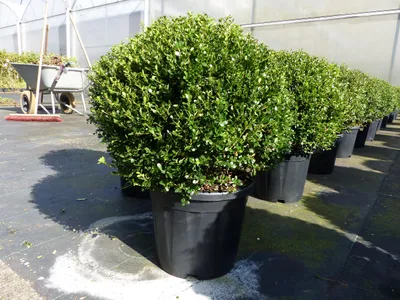 Produktbild von PREMIUM Ilex crenata Stokes Kugel rund Ø 40 - 45 cm Buchsbaum Ersatz winterhart + robust