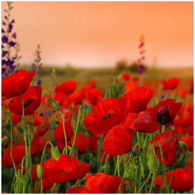 Produktbild von Wallario Premium Glasbild, freischwebende Optik, kräftige Farben, Größe 30 x 30 cm Motiv Mohnblumen auf dem Feld