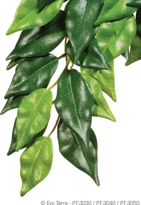 Produktbild von Exo Terra PT3030, Pflanzen