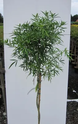 Produktbild von Hochstamm Orangenblume Aztec Pearl - Choisya ternata - 80cm + Krone