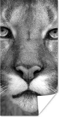 Produktbild von MuchoWow® Poster Panther - Wildlife - Schwarz - Weiß 60x120 cm - Wandschmuck