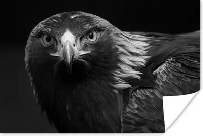 Produktbild von MuchoWow® Poster Bussard - Vogel - Tiere - Schwarz - Weiß 120x80 cm - Bilder