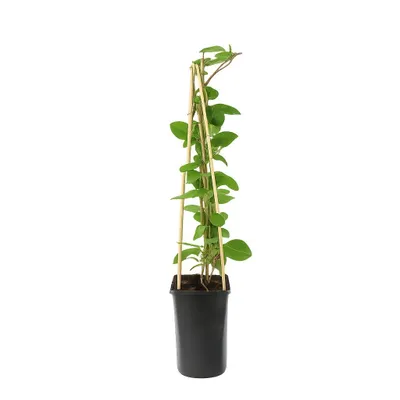 Produktbild von Lonicera heckrottii Goldflame 60–80 cm – Duftendes Geißblatt, winterharte Kletterpflanze mit rot-gelben Blüten für Garten & Balkon