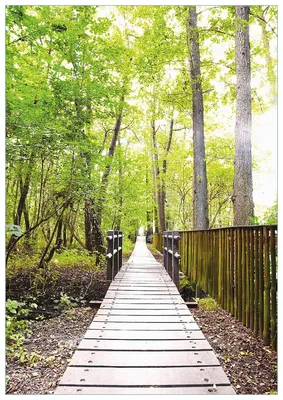 Produktbild von Wallario Premium Glasbild, freischwebende Optik, kräftige Farben, Größe 100 x 70 cm Motiv Spaziergang im Wald  Holzweg über einen Fluss
