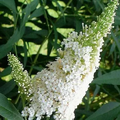Immagine prodotto di Buddleja White Profusion - Cespuglio estivo di lilla/farfalle - Profumato e resistente - Buddleia | Vaso da 2 litri