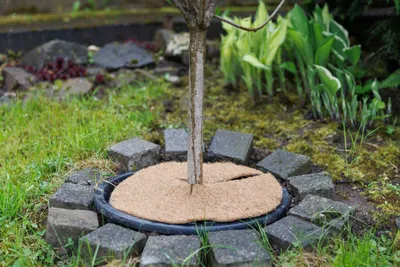 Produktbild von TrendLine Kokosscheibe Ø 37 cm
