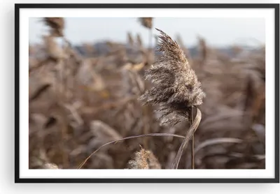 Produktbild von Gerahmtes Poster - Schwarzer Rahmen - Boho Ähren Gras - 91,5x61 cm - Wand Bild - Wanddeko - Wandbilder - Kunstposter - Wandposter - Bilderrahmen - Bilder - Kunstdruck Wanddekoration - P2BAA91x61-4763